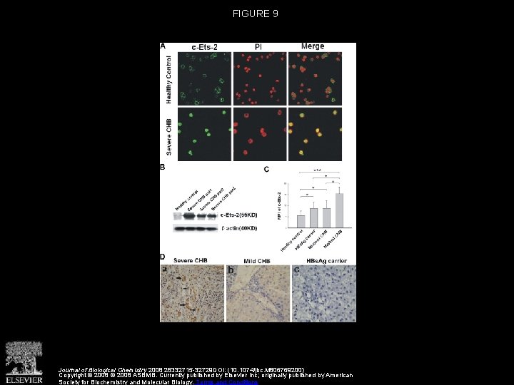 FIGURE 9 Journal of Biological Chemistry 2008 28332715 -32729 DOI: (10. 1074/jbc. M 806769200)