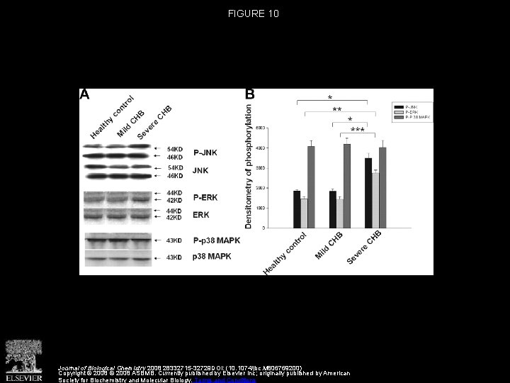 FIGURE 10 Journal of Biological Chemistry 2008 28332715 -32729 DOI: (10. 1074/jbc. M 806769200)