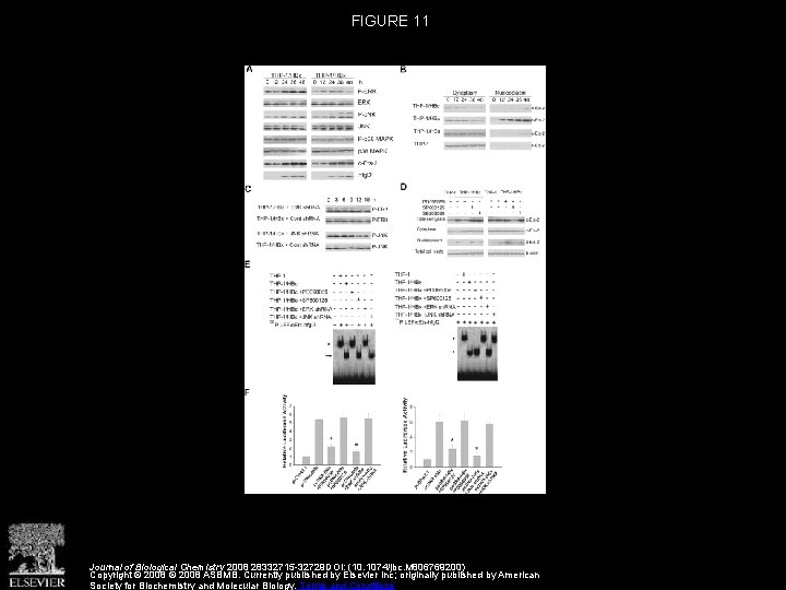 FIGURE 11 Journal of Biological Chemistry 2008 28332715 -32729 DOI: (10. 1074/jbc. M 806769200)