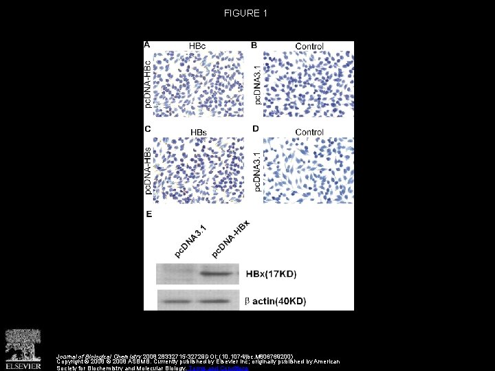 FIGURE 1 Journal of Biological Chemistry 2008 28332715 -32729 DOI: (10. 1074/jbc. M 806769200)