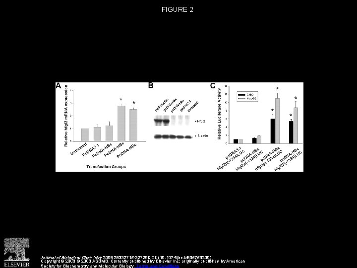 FIGURE 2 Journal of Biological Chemistry 2008 28332715 -32729 DOI: (10. 1074/jbc. M 806769200)