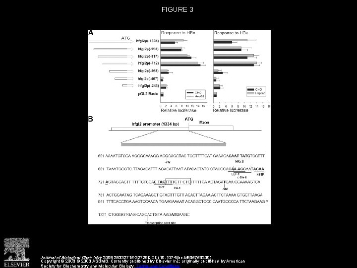 FIGURE 3 Journal of Biological Chemistry 2008 28332715 -32729 DOI: (10. 1074/jbc. M 806769200)