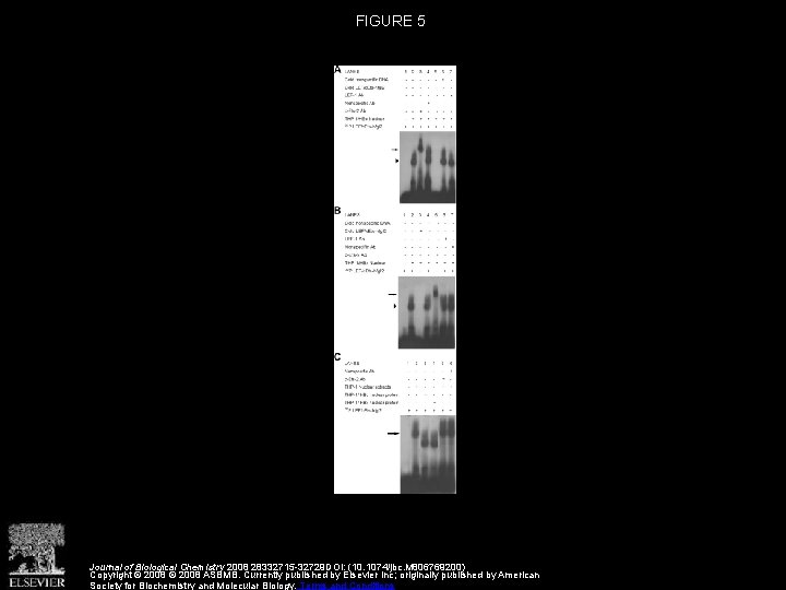 FIGURE 5 Journal of Biological Chemistry 2008 28332715 -32729 DOI: (10. 1074/jbc. M 806769200)