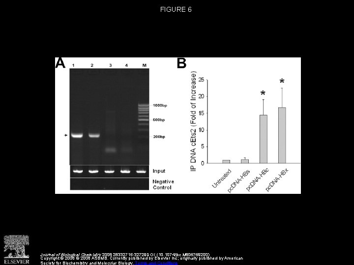 FIGURE 6 Journal of Biological Chemistry 2008 28332715 -32729 DOI: (10. 1074/jbc. M 806769200)