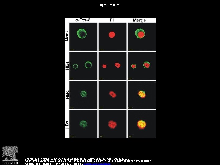 FIGURE 7 Journal of Biological Chemistry 2008 28332715 -32729 DOI: (10. 1074/jbc. M 806769200)