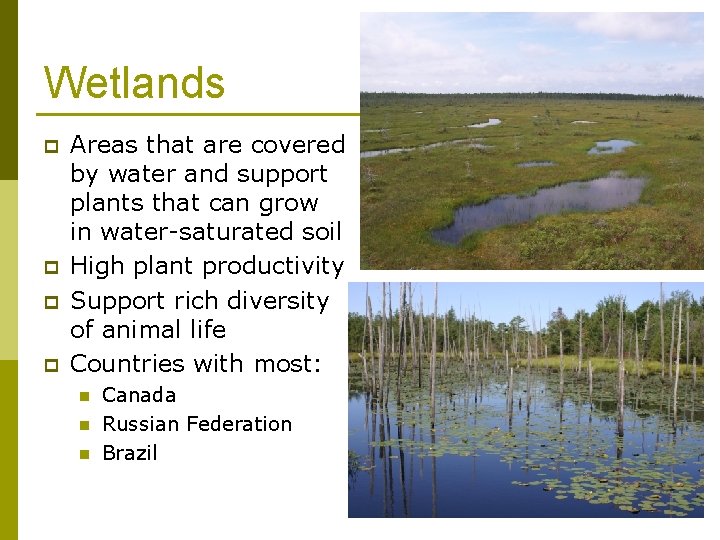 Wetlands p p Areas that are covered by water and support plants that can