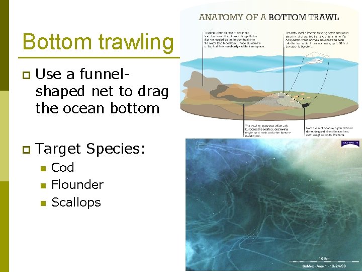 Bottom trawling p Use a funnelshaped net to drag the ocean bottom p Target