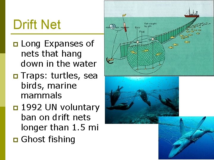 Drift Net Long Expanses of nets that hang down in the water p Traps: