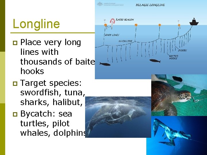 Longline Place very long lines with thousands of baited hooks p Target species: swordfish,