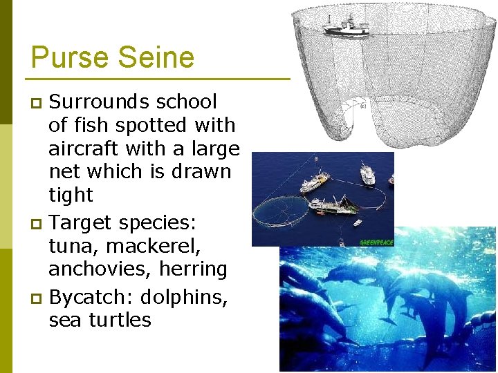 Purse Seine Surrounds school of fish spotted with aircraft with a large net which