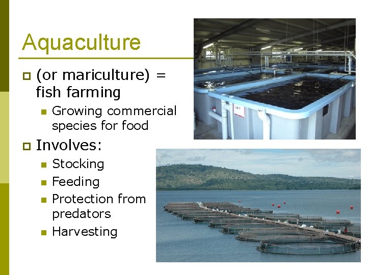 Aquaculture p (or mariculture) = fish farming n p Growing commercial species for food