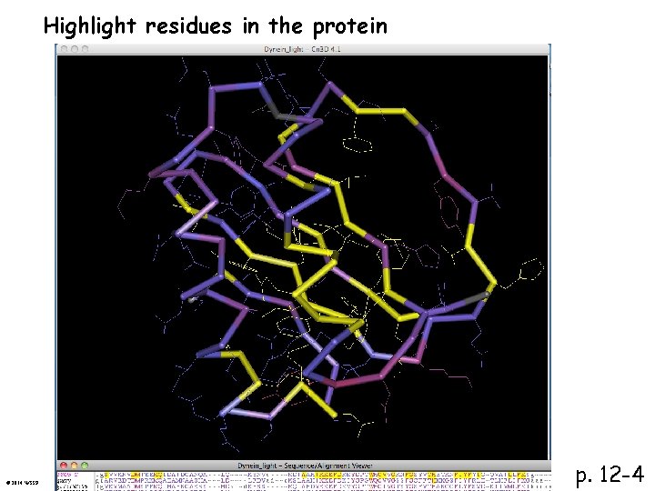 Highlight residues in the protein © 2014 WSSP p. 12 -4 