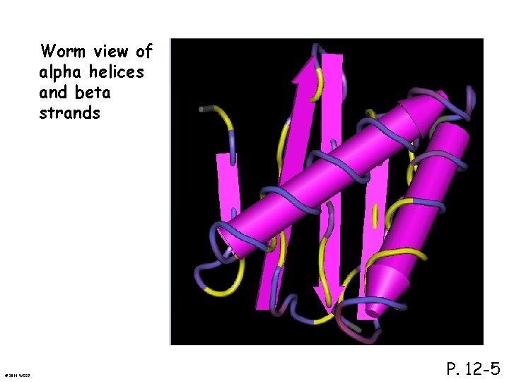 Worm view of alpha helices and beta strands © 2014 WSSP P. 12 -5