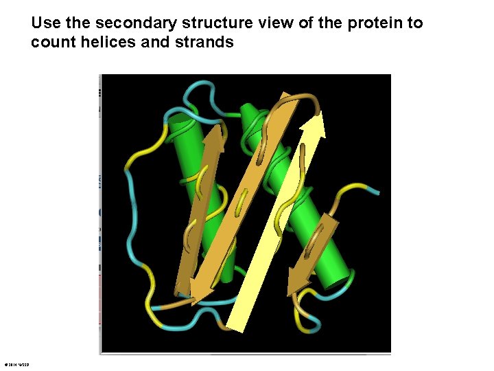 Use the secondary structure view of the protein to count helices and strands ©
