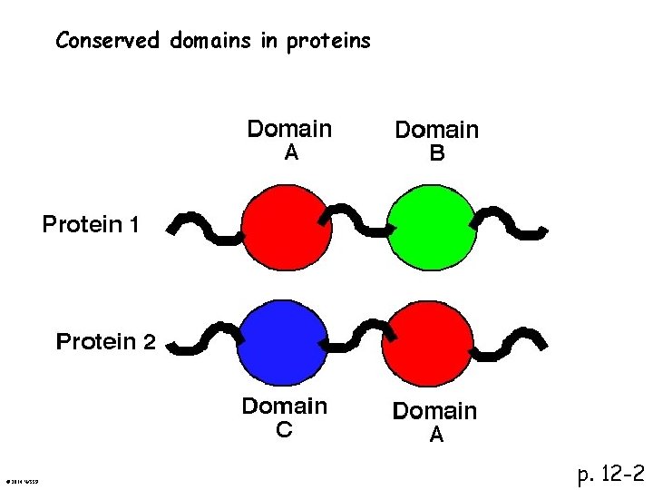 Conserved domains in proteins © 2014 WSSP p. 12 -2 