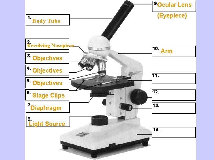 Ocular Lens (Eyepiece) Body Tube Revolving Nosepiece Objectives Stage Clips Diaphragm Light Source Microscope