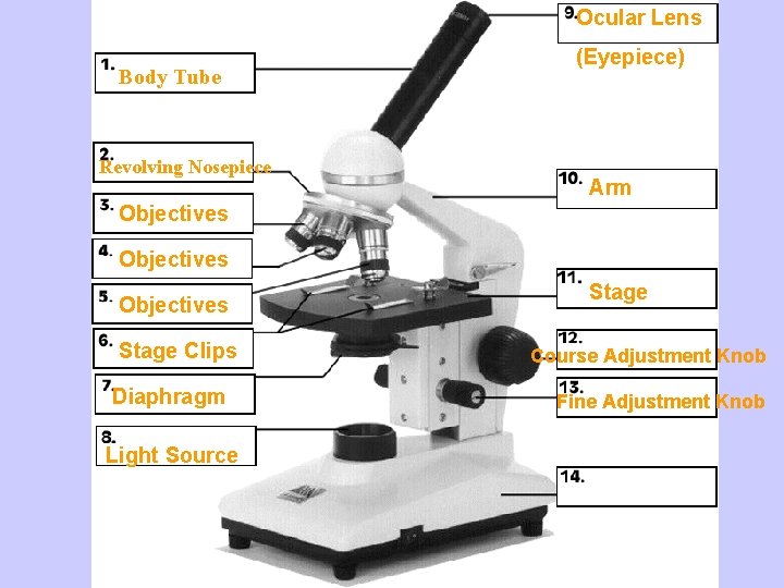 Ocular Lens (Eyepiece) Body Tube Revolving Nosepiece Objectives Stage Clips Diaphragm Light Source Arm