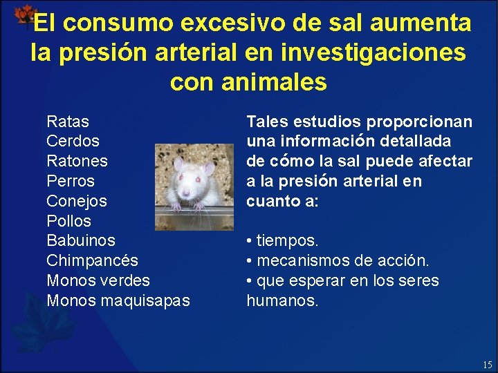 El consumo excesivo de sal aumenta la presión arterial en investigaciones con animales Ratas