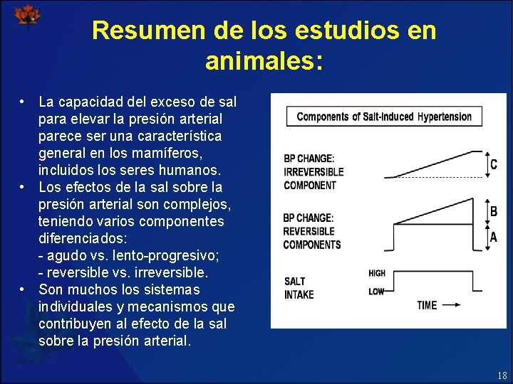 Resumen de los estudios en animales: • La capacidad del exceso de sal para