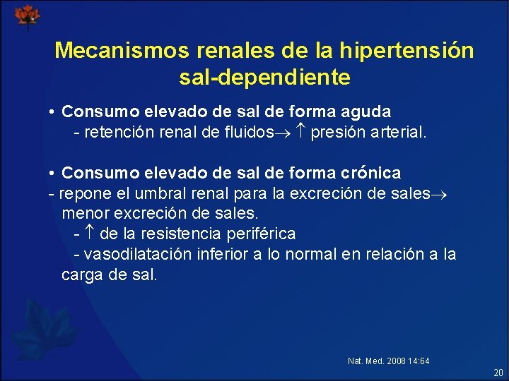 Mecanismos renales de la hipertensión sal-dependiente • Consumo elevado de sal de forma aguda