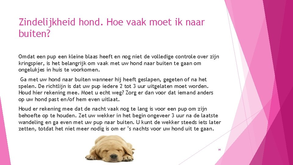 Zindelijkheid hond. Hoe vaak moet ik naar buiten? Omdat een pup een kleine blaas