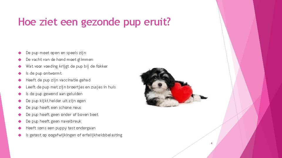 Hoe ziet een gezonde pup eruit? De pup moet open en speels zijn De