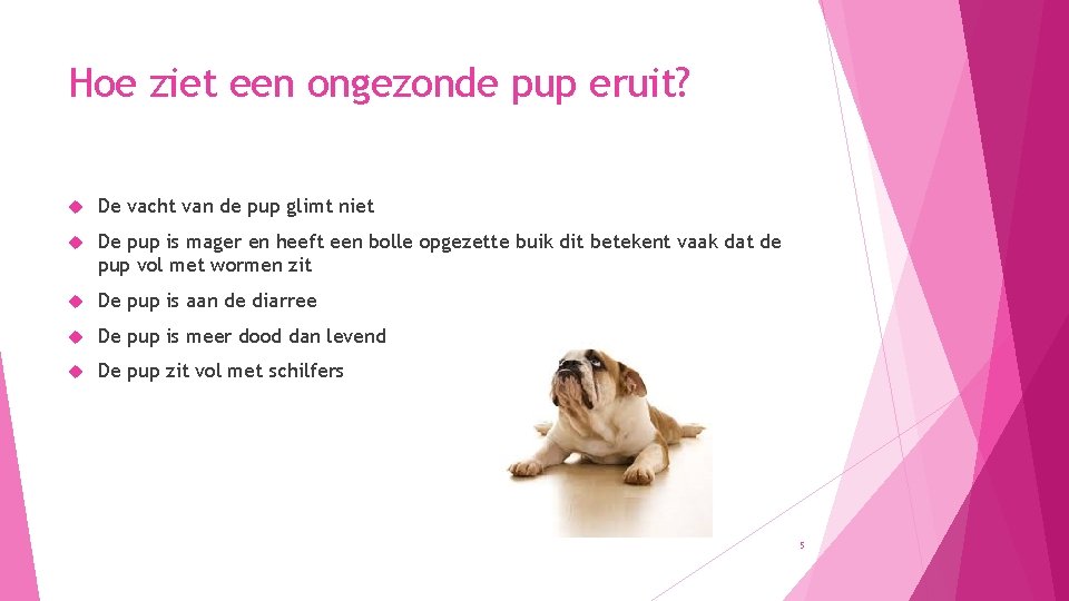 Hoe ziet een ongezonde pup eruit? De vacht van de pup glimt niet De