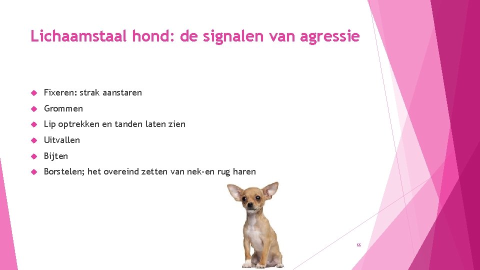 Lichaamstaal hond: de signalen van agressie Fixeren: strak aanstaren Grommen Lip optrekken en tanden