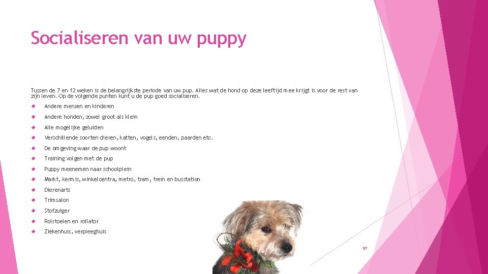 Socialiseren van uw puppy Tussen de 7 en 12 weken is de belangrijkste periode