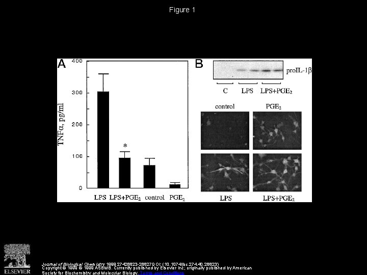 Figure 1 Journal of Biological Chemistry 1999 27428823 -28827 DOI: (10. 1074/jbc. 274. 40.