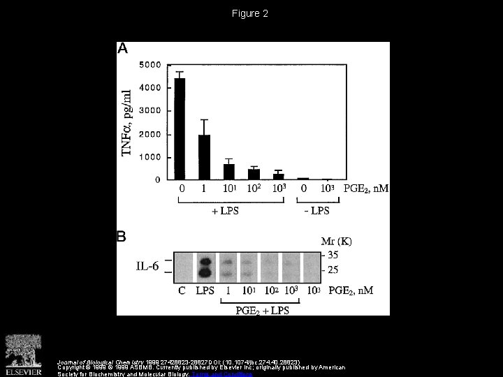 Figure 2 Journal of Biological Chemistry 1999 27428823 -28827 DOI: (10. 1074/jbc. 274. 40.