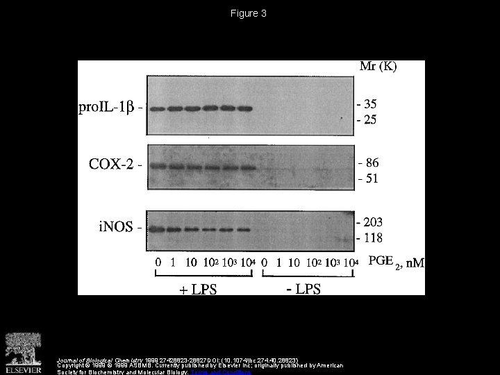 Figure 3 Journal of Biological Chemistry 1999 27428823 -28827 DOI: (10. 1074/jbc. 274. 40.