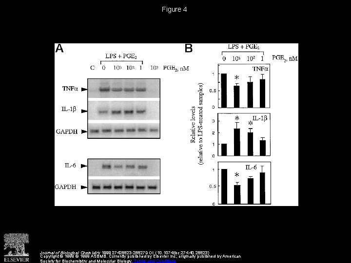 Figure 4 Journal of Biological Chemistry 1999 27428823 -28827 DOI: (10. 1074/jbc. 274. 40.
