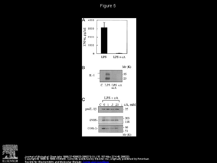 Figure 5 Journal of Biological Chemistry 1999 27428823 -28827 DOI: (10. 1074/jbc. 274. 40.