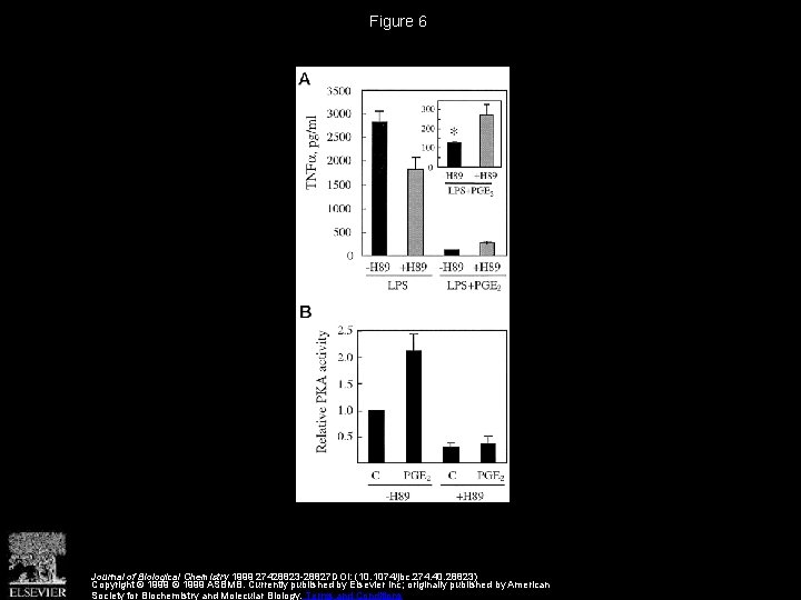 Figure 6 Journal of Biological Chemistry 1999 27428823 -28827 DOI: (10. 1074/jbc. 274. 40.