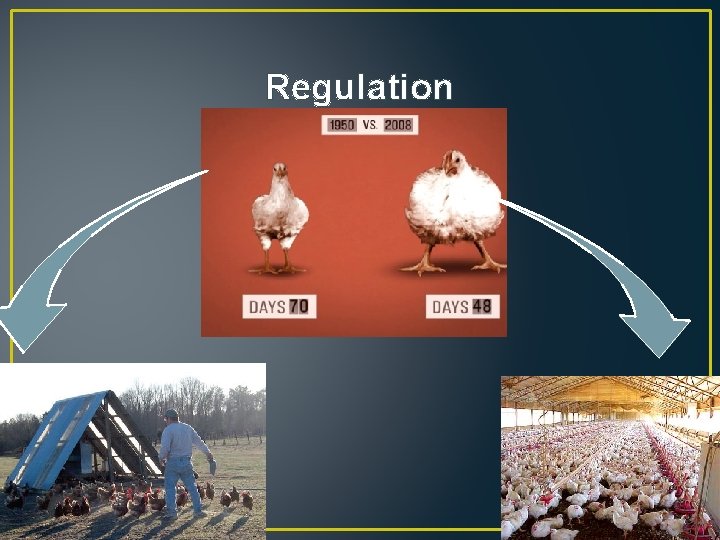 Regulation 