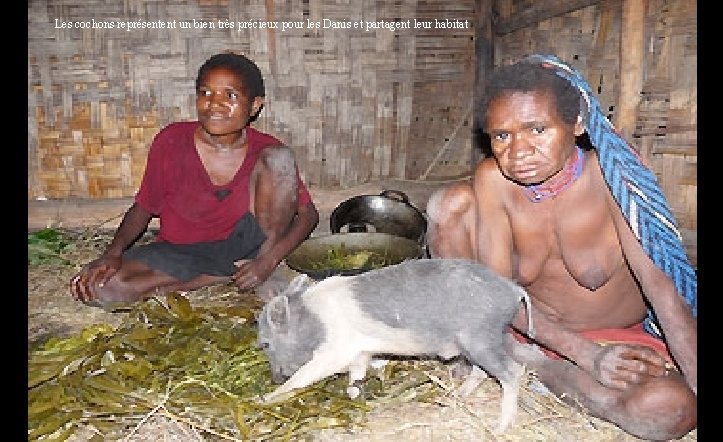 Les cochons représentent un bien très précieux pour les Danis et partagent leur habitat