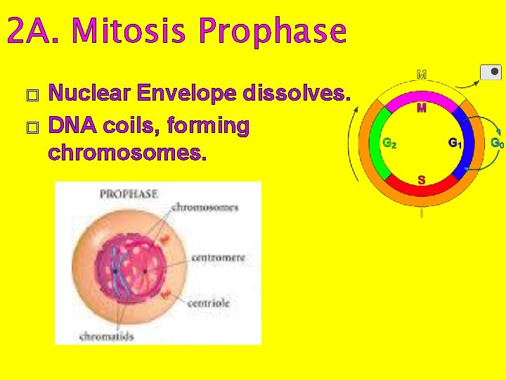 2 A. Mitosis Prophase � � Nuclear Envelope dissolves. DNA coils, forming chromosomes. 