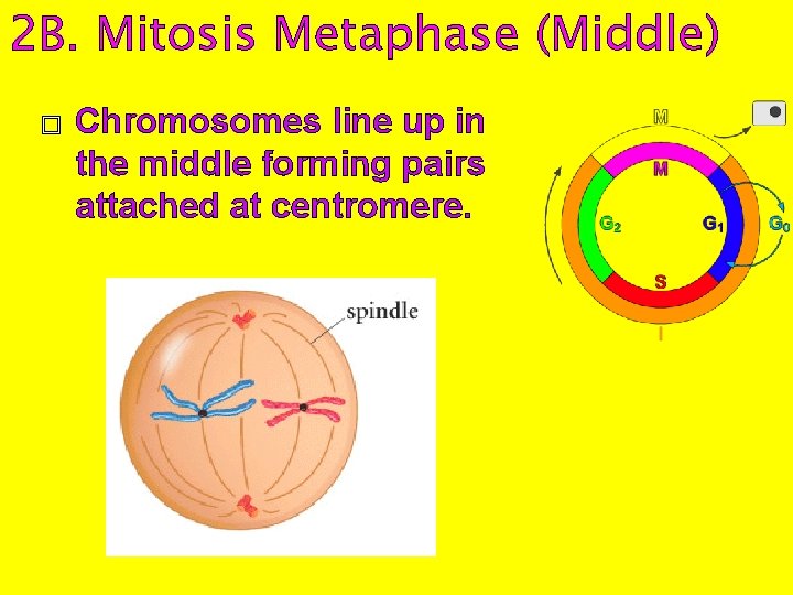 2 B. Mitosis Metaphase (Middle) � Chromosomes line up in the middle forming pairs