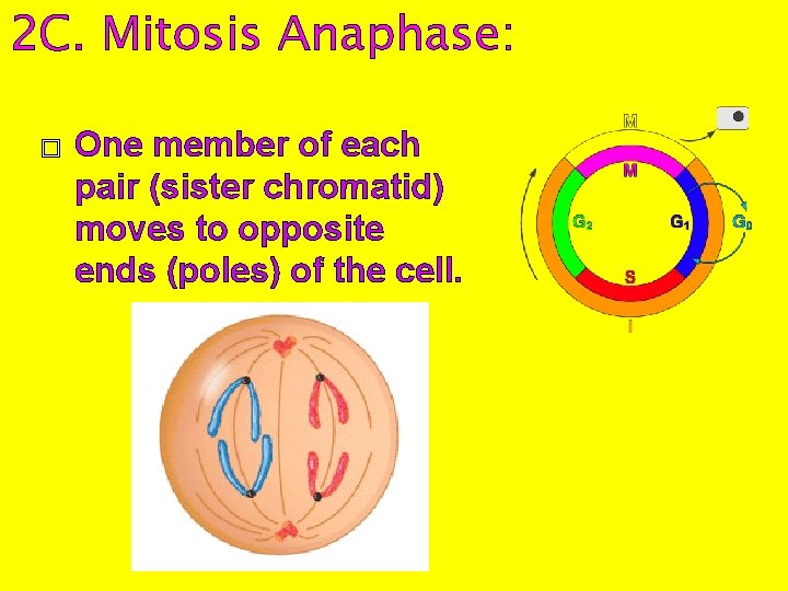 2 C. Mitosis Anaphase: � One member of each pair (sister chromatid) moves to