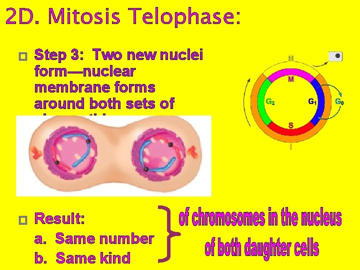 2 D. Mitosis Telophase: � Step 3: Two new nuclei form—nuclear membrane forms around
