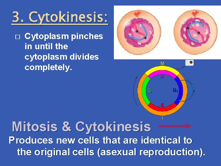 3. Cytokinesis: � Cytoplasm pinches in until the cytoplasm divides completely. Mitosis & Cytokinesis