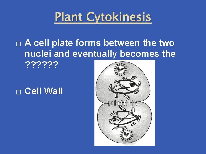 Plant Cytokinesis � � A cell plate forms between the two nuclei and eventually
