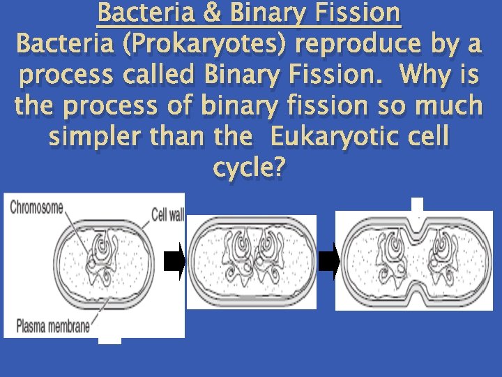 Bacteria & Binary Fission Bacteria (Prokaryotes) reproduce by a process called Binary Fission. Why