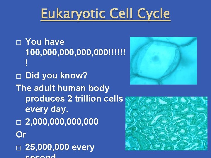Eukaryotic Cell Cycle You have 100, 000, 000!!!!!! ! � Did you know? The