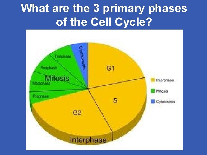 What are the 3 primary phases of the Cell Cycle? 