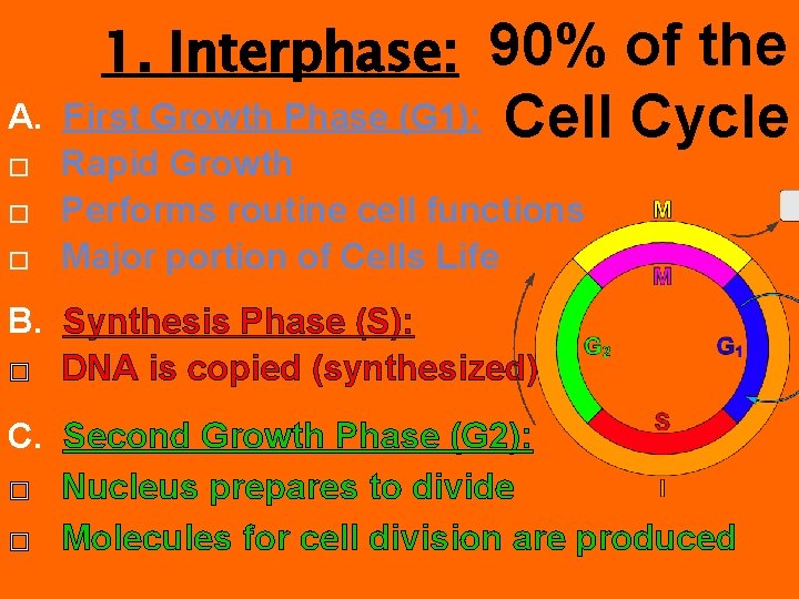1. Interphase: 90% of the Cell Cycle A. First Growth Phase (G 1): �