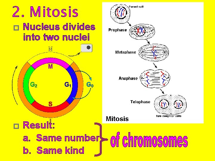 2. Mitosis � � Nucleus divides into two nuclei Result: a. Same number b.