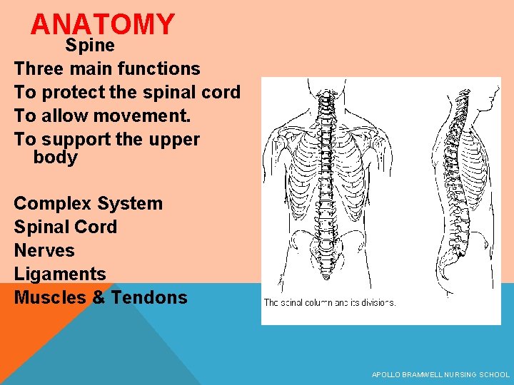 ANATOMY Spine Three main functions To protect the spinal cord To allow movement. To