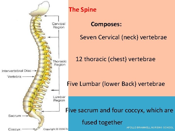 The Spine Composes: Seven Cervical (neck) vertebrae 12 thoracic (chest) vertebrae Five Lumbar (lower